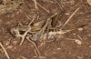 Decticus loudoni: Female (S-Italy, Apulia, Bari, Alta Murgia, late June 2024) [N]