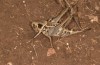 Decticus loudoni: Female (S-Italy, Apulia, Bari, Alta Murgia, late June 2024) [N]