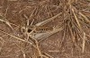 Decticus loudoni: Female (S-Italy, Apulia, Bari, Alta Murgia, late June 2024) [N]