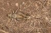 Decticus loudoni: Female (S-Italy, Apulia, Bari, Alta Murgia, late June 2024) [N]