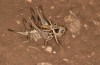 Decticus loudoni: Female (S-Italy, Apulia, Bari, Alta Murgia, late June 2024) [N]