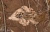 Decticus loudoni: Female (S-Italy, Apulia, Bari, Alta Murgia, late June 2024) [N]