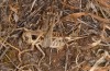 Decticus loudoni: Female (S-Italy, Apulia, Bari, Alta Murgia, late June 2024) [N]
