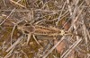 Decticus loudoni: Female (S-Italy, Apulia, Bari, Alta Murgia, late June 2024) [N]