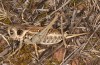 Decticus loudoni: Female (S-Italy, Apulia, Bari, Alta Murgia, late June 2024) [N]