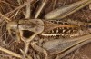Decticus loudoni: Female (S-Italy, Apulia, Bari, Alta Murgia, late June 2024) [N]