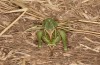 Decticus loudoni: Female (S-Italy, Apulia, Bari, Alta Murgia, late June 2024) [N]