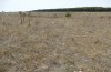Decticus loudoni: Habitat (S-Italy, Apulia, Bari, Alta Murgia, late June 2024) [N]