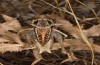 Decticus loudoni: Male (S-Italy, Apulia, Bari, Alta Murgia, late June 2024) [N]
