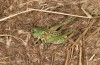 Decticus loudoni: Female (S-Italy, Apulia, Bari, Alta Murgia, late June 2024) [N]