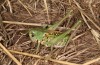 Decticus loudoni: Female (S-Italy, Apulia, Bari, Alta Murgia, late June 2024) [N]