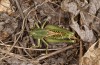 Decticus loudoni: Female (S-Italy, Apulia, Bari, Alta Murgia, late June 2024) [N]
