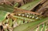 Decticus loudoni: Female (S-Italy, Apulia, Bari, Alta Murgia, late June 2024) [N]