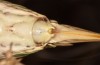 Decticus loudoni: Female (S-Italy, Apulia, Bari, Alta Murgia, late June 2024) [M]