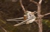 Decticus loudoni: Male (S-Italy, Apulia, Bari, Alta Murgia, late June 2024) [N]