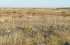 Decticus loudoni: Habitat (S-Italy, Apulia, Bari, Alta Murgia, late June 2024) [N]