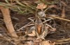 Decticus loudoni: Male (S-Italy, Apulia, Bari, Alta Murgia, late June 2024) [N]