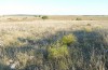 Decticus loudoni: Habitat (S-Italy, Apulia, Bari, Alta Murgia, late June 2024) [N]