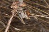 Decticus loudoni: Male (S-Italy, Apulia, Bari, Alta Murgia, late June 2024) [N]