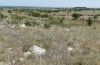 Decticus loudoni: Habitat (S-Italy, Apulia, Bari, Alta Murgia, late June 2024) [N]