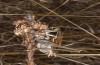 Decticus loudoni: Male (S-Italy, Apulia, Bari, Alta Murgia, late June 2024) [N]