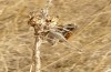 Decticus loudoni: Male (S-Italy, Apulia, Bari, Alta Murgia, late June 2024) [N]