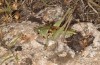 Decticus loudoni: Male (S-Italy, Apulia, Bari, Alta Murgia, late June 2024) [N]