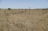 Decticus loudoni: Habitat (S-Italy, Apulia, Bari, Alta Murgia, late June 2024) [N]