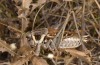 Decticus loudoni: Male (S-Italy, Apulia, Bari, Alta Murgia, late June 2024) [N]
