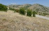 Platycleis macedonica: Habitat (Greece, Kozani, Livera, mid-July 2025) [N]