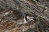 Pholidoptera macedonica: Female (Belasitze mountain / Mount Kerkini at the border Bulgaria-Greece, late August 2015) [N]