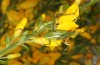 Odontura macphersoni: Weibchen (e.l. Spanien, Sierra de Gredos, Avila, Larve Ende April 2024) [S]