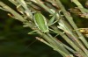 Odontura macphersoni: Weibliche Larve (e.l. Spanien, Sierra de Gredos, Avila, Larve Ende April 2024) [S]