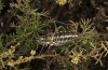 Parasteropleurus martorellii: Weibchen (Spanien, Granada, La Puebla de Don Fadrique, Puerto del Pinar, Ende September 2022) [N]