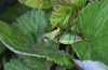 Poecilimon miramae: Male (e.l. rearing, NE-Thrace, larva in late May 2019) [S]