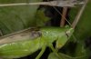 Ruspolia nitidula: Kopf