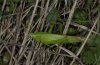 Ruspolia nitidula: Weibchen