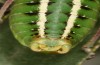 Poecilimon nobilis: Männchen (Peloponnes, Taygetos, Anfang August 2019) [N]
