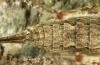 Canariola nubigena: Weibchen (Teneriffa, Teno, März 2012) [M]
