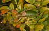 Synephippius oblongus: Männchen (Spanien, Pyrenäen, SW Boltona, 1200m, Mitte September 2021) [N]