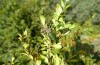 Synephippius oblongus: Male (Spain, Pyrenees, SW of Boltona, 1200m, mid-September 2021) [N]