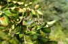 Synephippius oblongus: Männchen (Spanien, Pyrenäen, SW Boltona, 1200m, Mitte September 2021) [N]