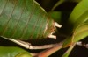 Synephippius oblongus: Männchen (Spanien, Pyrenäen, SW Boltona, 1200m, Mitte September 2021) [N]