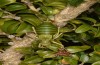 Synephippius oblongus: Female shortly after a copulation (Spain, Pyrenees, SW of Boltona, 1200m, mid-September 2021) [N]