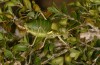 Synephippius oblongus: Female shortly after a copulation (Spain, Pyrenees, SW of Boltona, 1200m, mid-September 2021) [N]