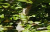 Synephippius oblongus: Female shortly after a copulation (Spain, Pyrenees, SW of Boltona, 1200m, mid-September 2021) [N]