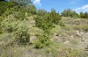 Synephippius oblongus: Habitat (Spain, Pyrenees, SW of Boltona, 1200m, mid-September 2021) [N]