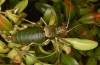 Synephippius oblongus: Männchen (Spanien, Pyrenäen, SW Boltona, 1200m, Mitte September 2021) [N]