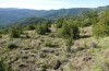 Synephippius oblongus: Habitat (Spanien, Pyrenäen, SW Boltona, 1200m, Mitte September 2021) [N]