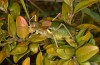 Synephippius oblongus: Männchen (Spanien, Pyrenäen, SW Boltona, 1200m, Mitte September 2021) [N]